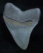 Megalodon Tooth - Collector Quality #3925-2